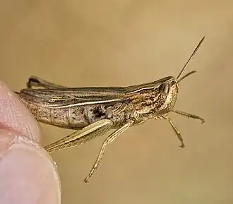 буро-зеленого Белоокаймлённого Конька (Chorthippus albomarginatus) держат за заднюю лапку пальцами