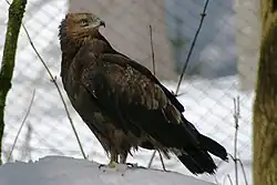 Lesser Spotted Eagle Nationalpark Bayerischer Wald 01