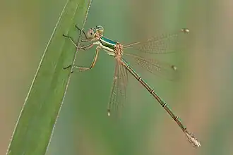 Lestes barbarus