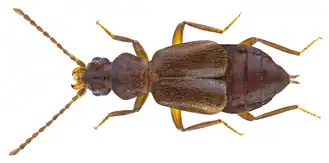 Lesteva pubescens