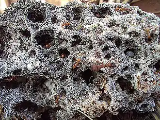 Грибной сад муравьёв-грибководов Atta