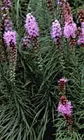 Лиатрис колосистый (Liatris spicata) 'Kobold'