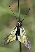 Libelloides cunii