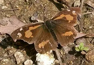 Носатка лепита