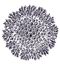 Изображение (недоступная ссылка) леукокарпии биаторовой