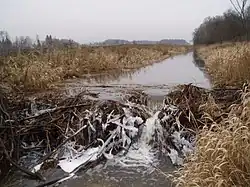 Среднее течение реки в декабре 2006 года