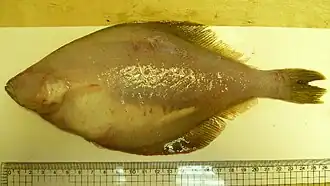 Вид со слепой стороны