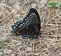 Limenitis arthemis astyanax