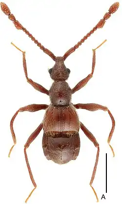 L. arcitibialis