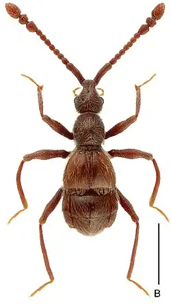 L. denticulatus