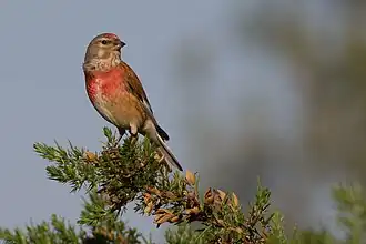 Самец в брачном наряде