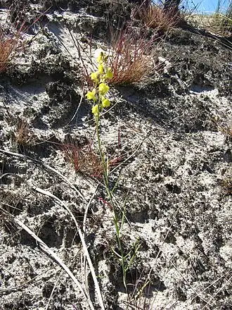 Общий вид растения, Национальный парк, Польша
