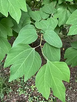 Линдера туполопастная