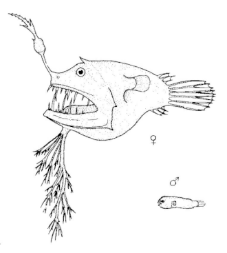 Linophryne arborifera