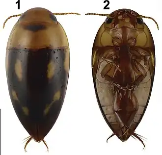 Liocanthydrus nanops, самец