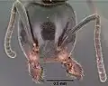 Голова муравья Liometopum luctuosum
