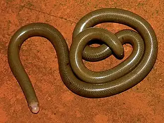 Liotyphlops beui