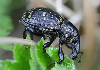 Liparus glabrirostris - Schneealpe