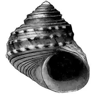 Раковина Lirularia iridescens