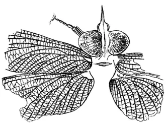 Рисунок отпечатка Lithomantis carbonarius