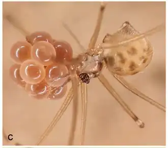 Самка Litoporus sp. с кладкой яиц