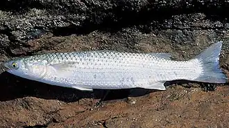 Пиленгас (Liza haematocheilus)