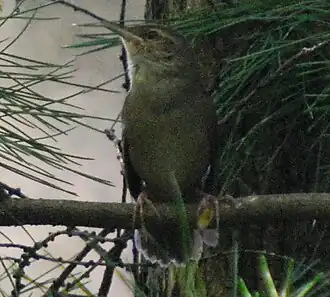 Сахалинский сверчок на острове Хоккайдо.