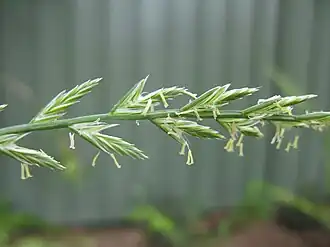 Колоски плевела многолетнего