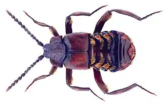 Lomechusoides strumosus