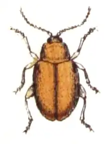 Longitarsus tabidus