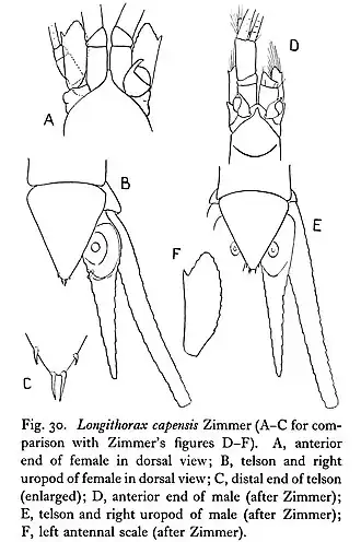 Longithorax capensis