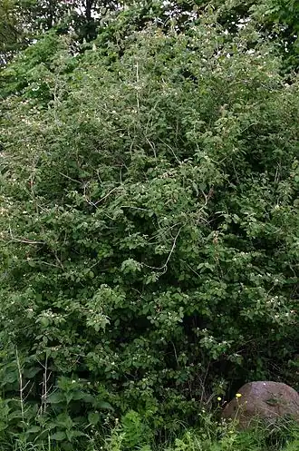 Куст жимолости настоящей