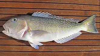 Аргентинский хохлач