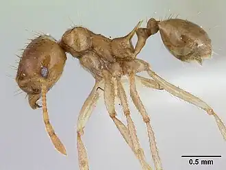 Lophomyrmex longicornis