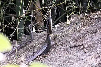 Брачный танец большеглазых полозов