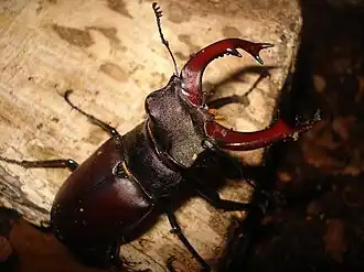 Lucanus cervus