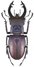 Lucanus fryi