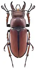 Lucanus koyamai