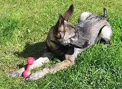 Итальянская волчья собака