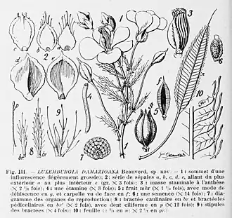 Luxemburgia damazioana