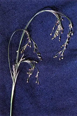 Общий вид растения