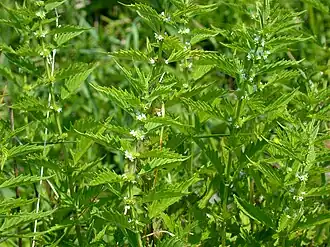 Зюзник европейский