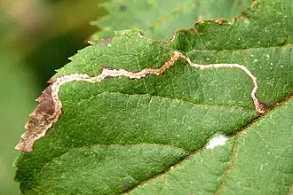 Мина на листе, проделанная гусеницей Lyonetia clerkella