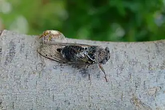 Цикада обыкновенная