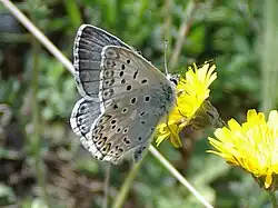 Lysandra hispana, самец.