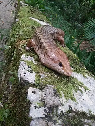 Взрослый самец