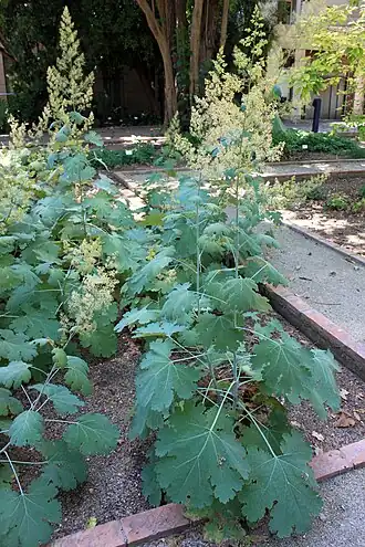 Маклея мелкоплодная