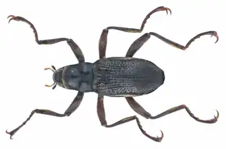 Macronychus quadrituberculatus