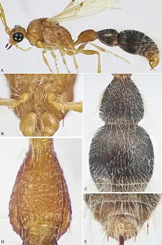 Macroocula savignyi