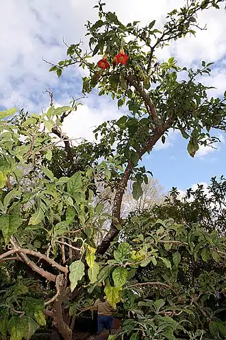 Brugmansia sanguinea в ботаническом саду на Мадейре